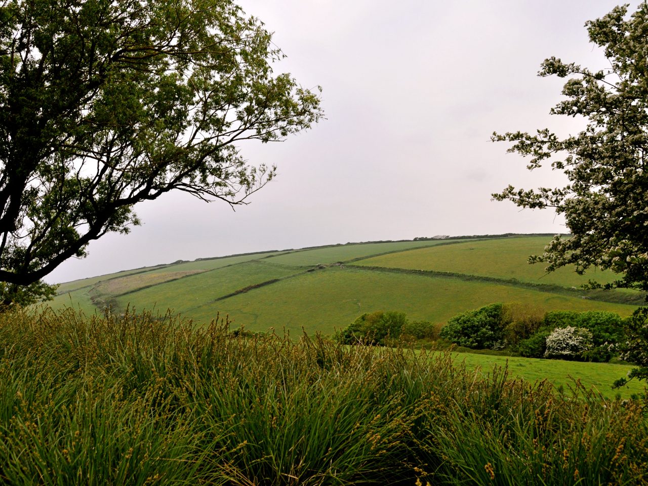 Ayrmer Carex Divulsa Subsp Divulsa 2