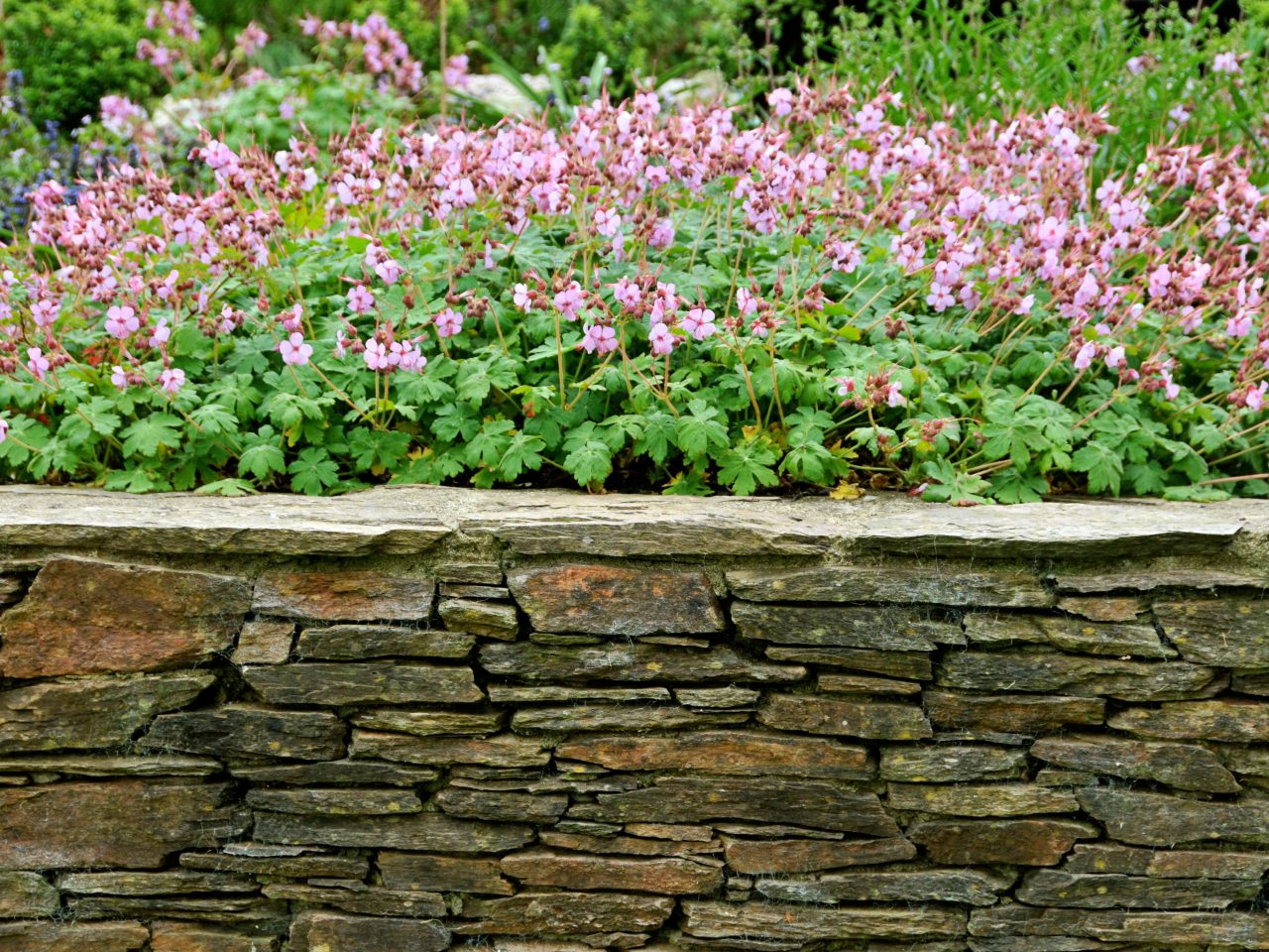 Ayrmer Geranium Wall 2